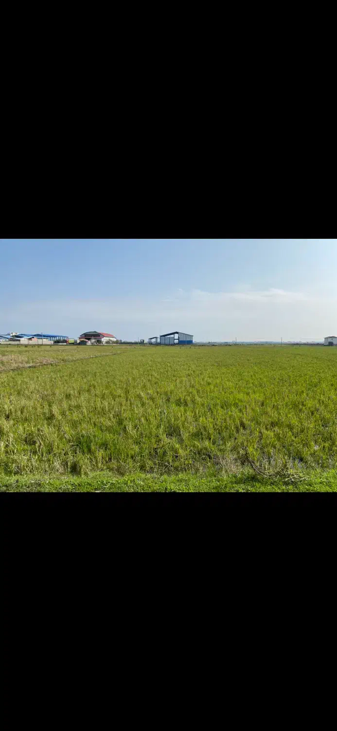 فروش شالیزار|فروش زمین و ملک کلنگی|آستارا, |دیوار