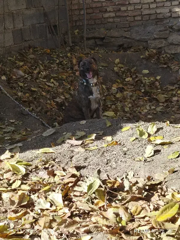 سگ گمشده|سگ|همدان, |دیوار