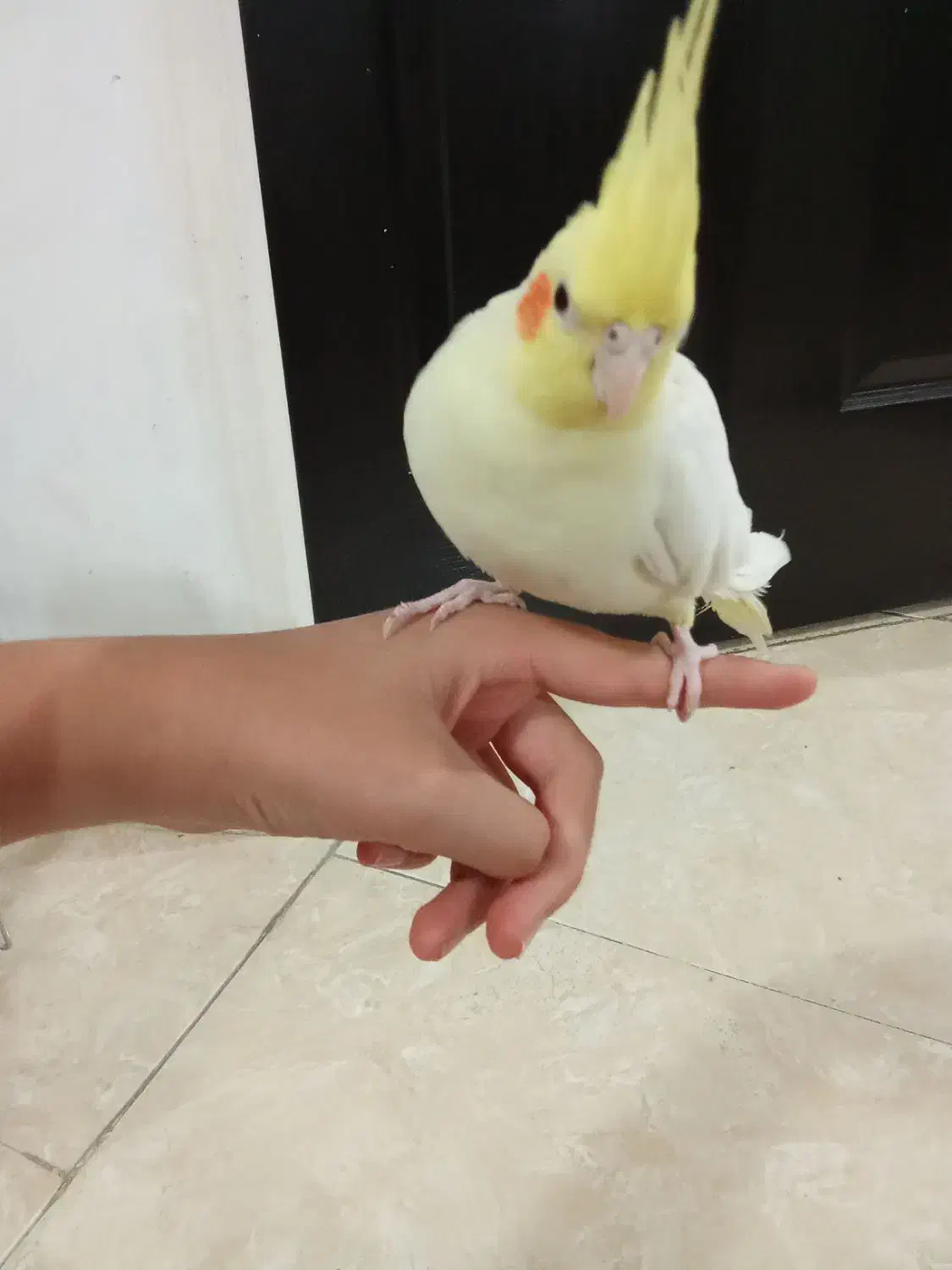 عروس هلندی|پرنده|مشکین‌دشت, |دیوار