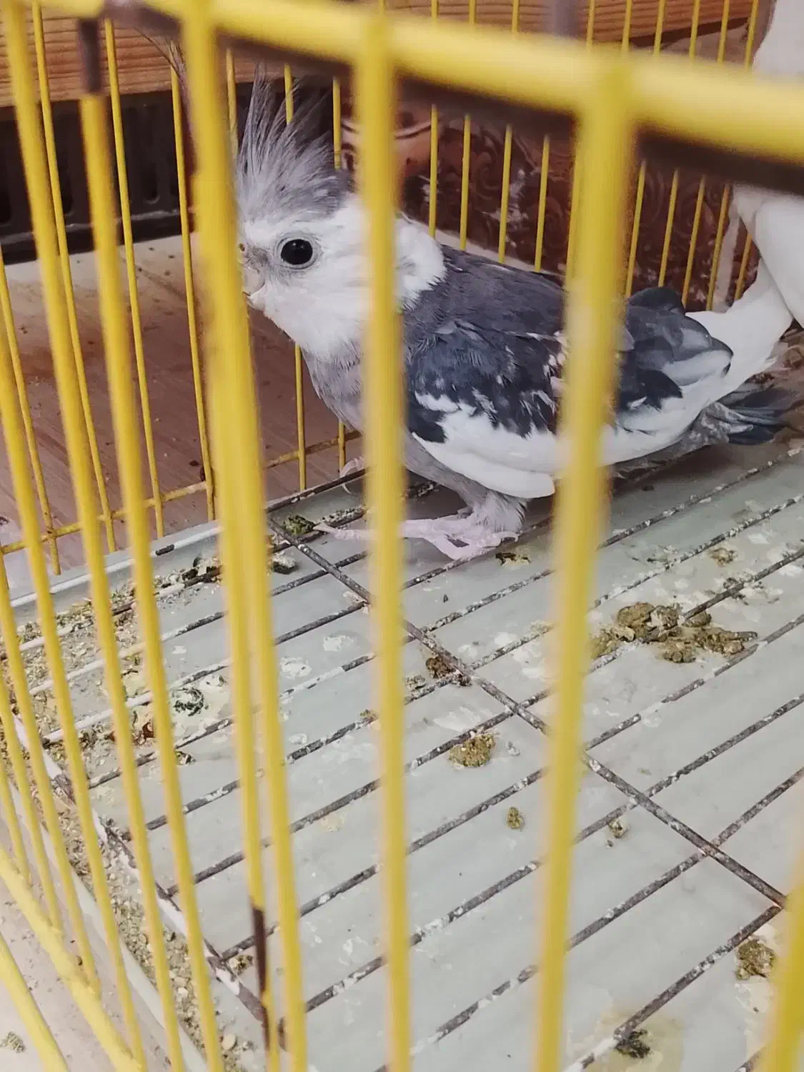 عروس هلندی نر مولد|پرنده|محمدشهر, محمدشهر|دیوار