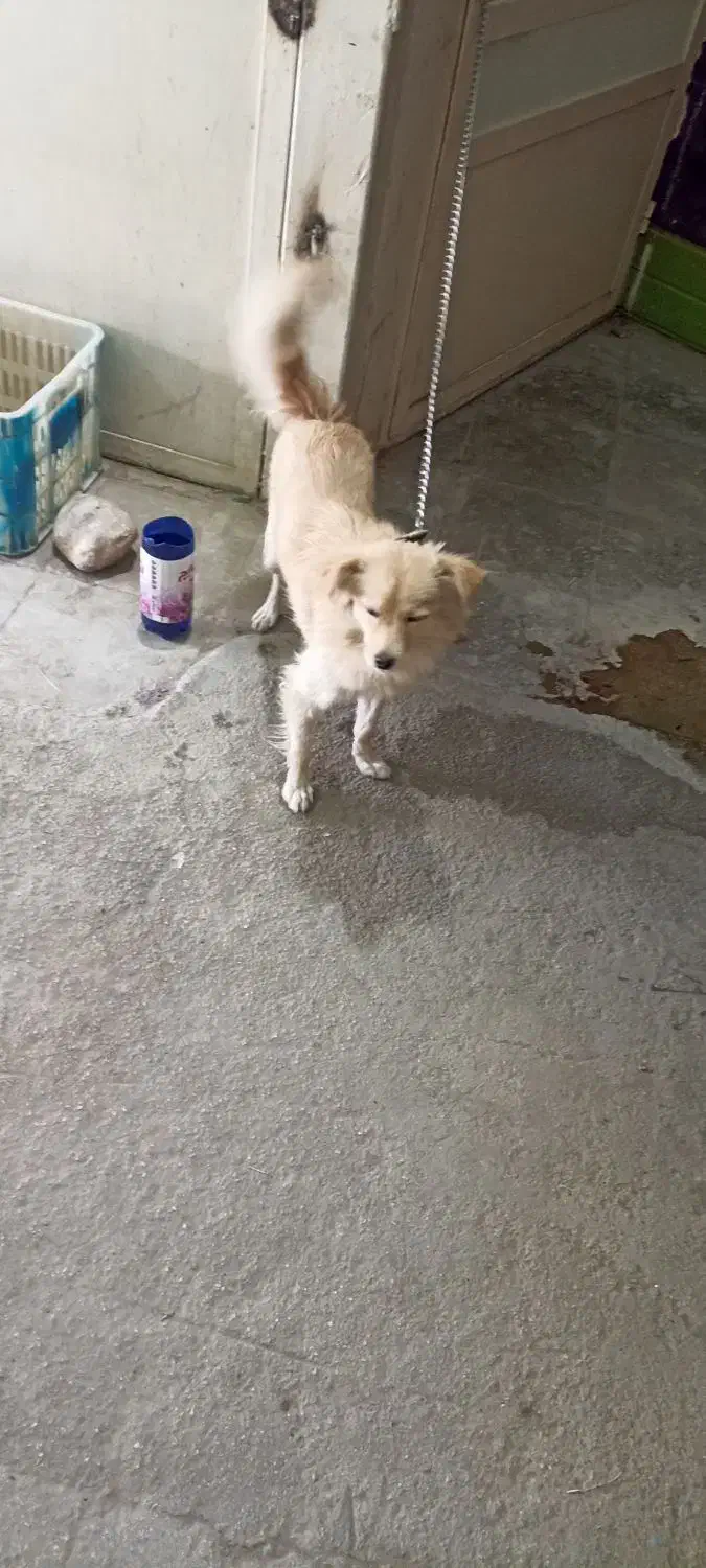 حیوان خانگی|سگ|جهرم, |دیوار