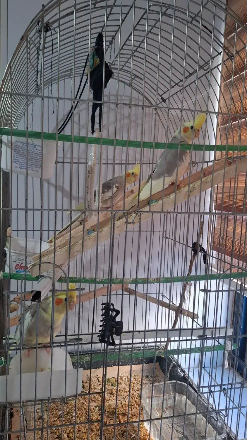 عروس هلندی|پرنده|رشت, نامجو|دیوار