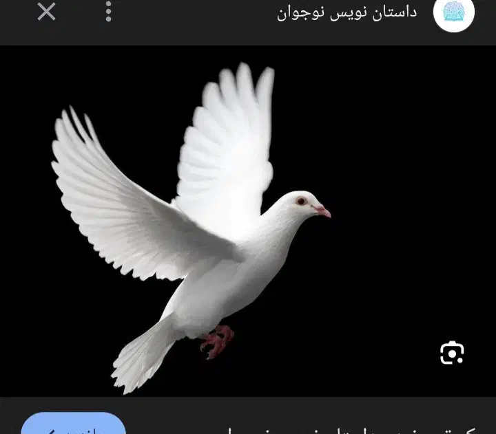 کبوتر|پرنده|کوهدشت, |دیوار