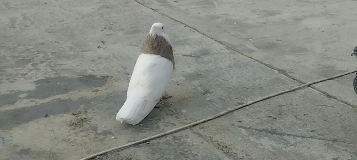 کبوتر طوقی|پرنده|سنندج, |دیوار