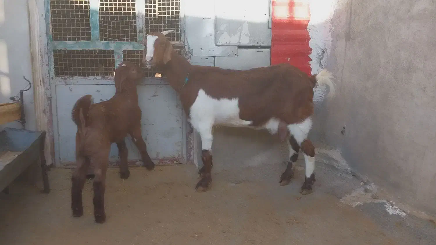 بز وبزغاله نر|حیوانات مزرعه|کارزان, |دیوار