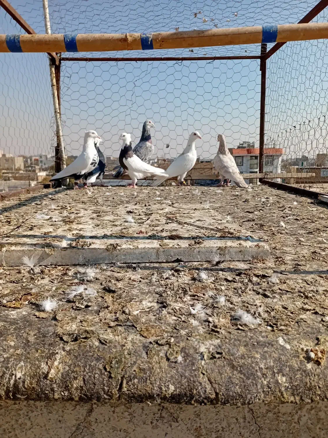 کبوتر|پرنده|محمدیه-قزوین, |دیوار