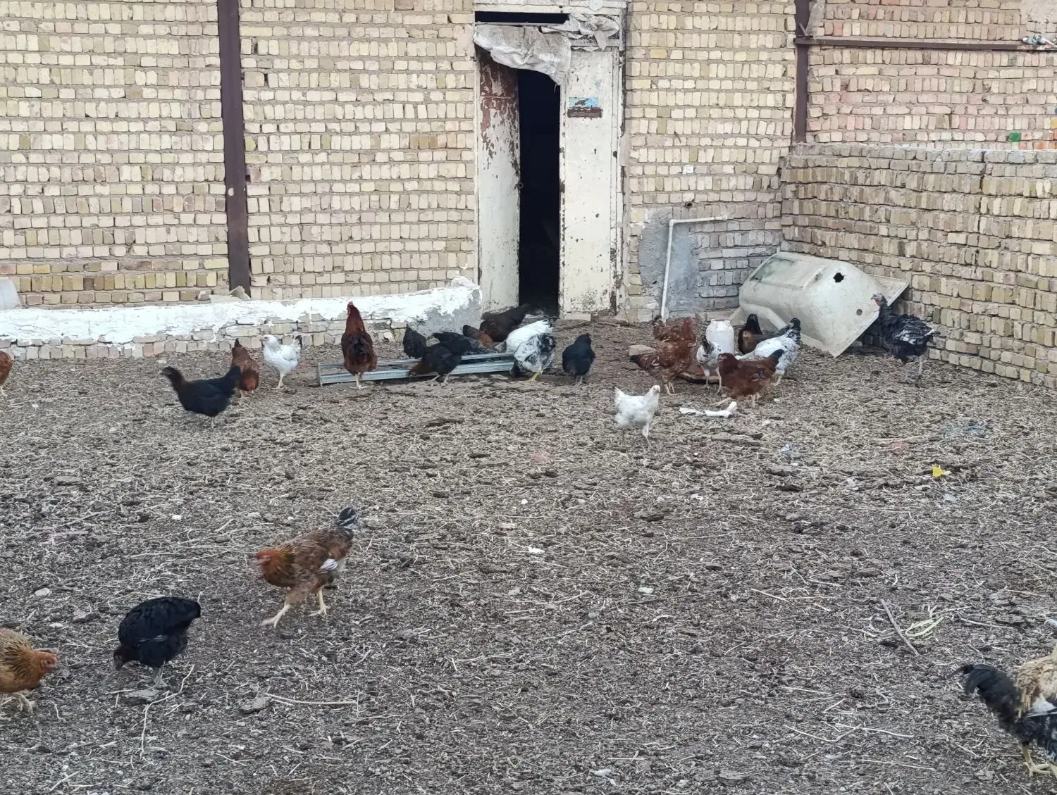 فروش ۵۰ عد مرغ و خروس شهر شال تکی و کلی|حیوانات مزرعه|شال, |دیوار