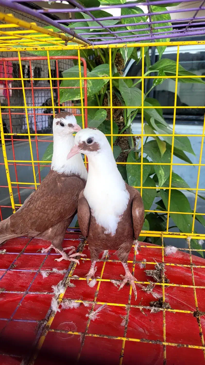 مخمل|پرنده|اهرم, |دیوار