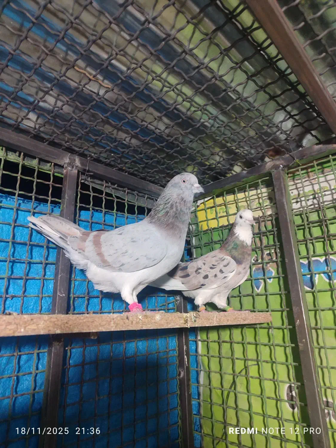 کفتر سرور پرش سنگین دو رقمی|پرنده|ایرانشهر, |دیوار