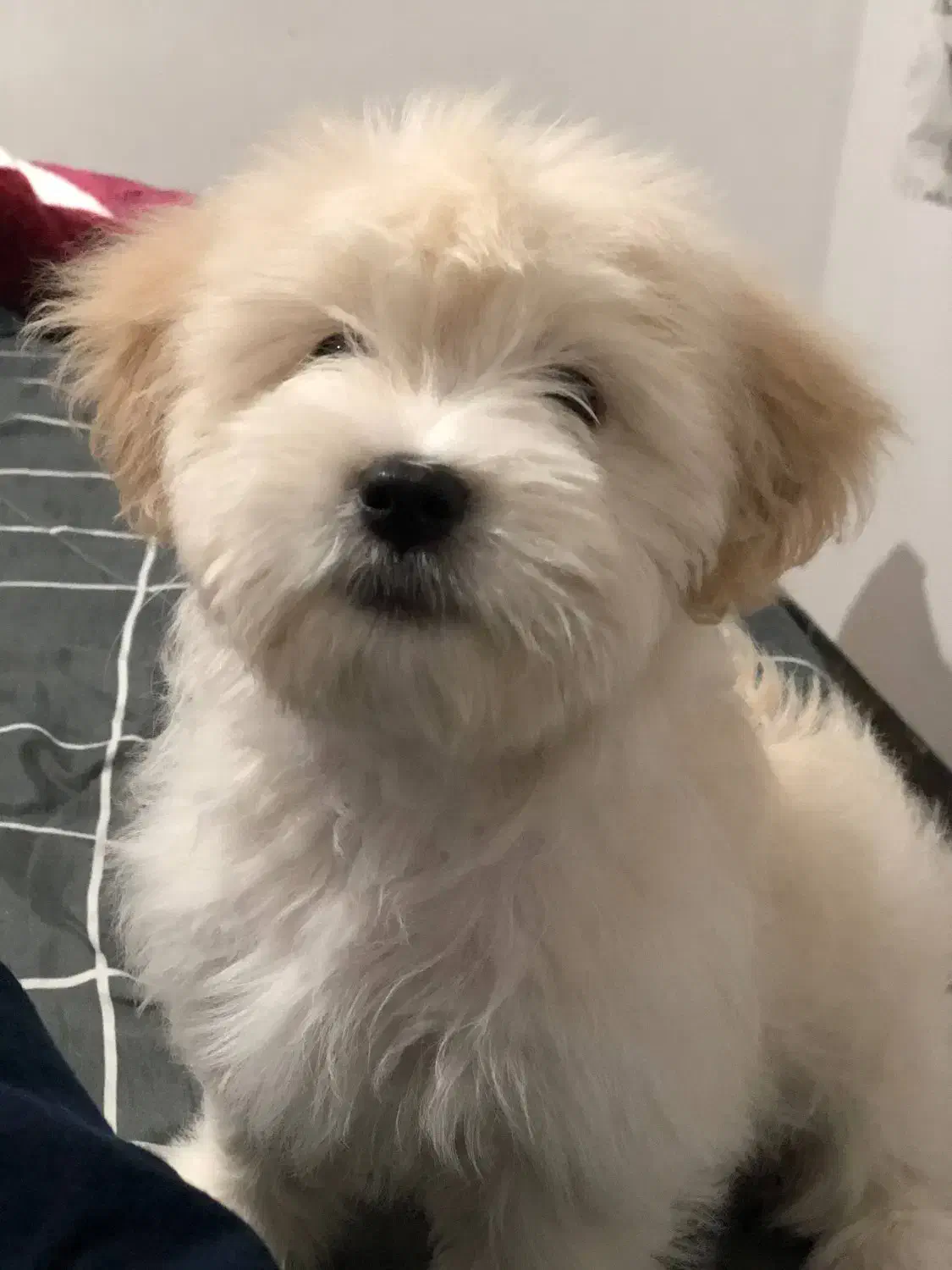 سگ شیتزو شیری ماده|سگ|پیشوا, |دیوار