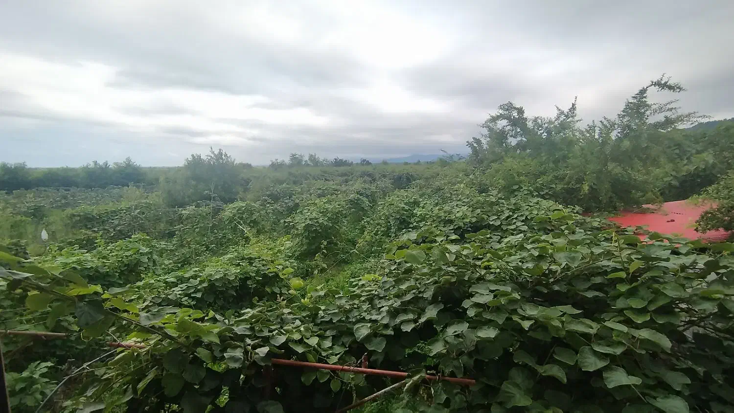 فروش زمین مسکونی همراه خانه|فروش زمین و ملک کلنگی|تالش, جوکندان|دیوار