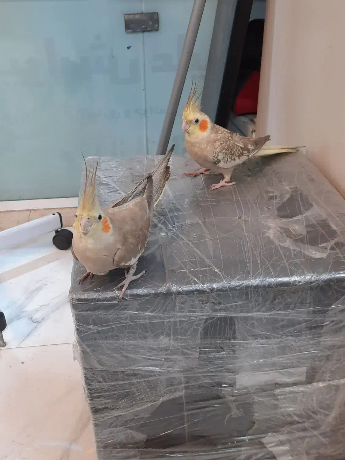 عروس هلندی جفت مست مولد ملنگو گیرینچیک|پرنده|تهران, منیریه|دیوار