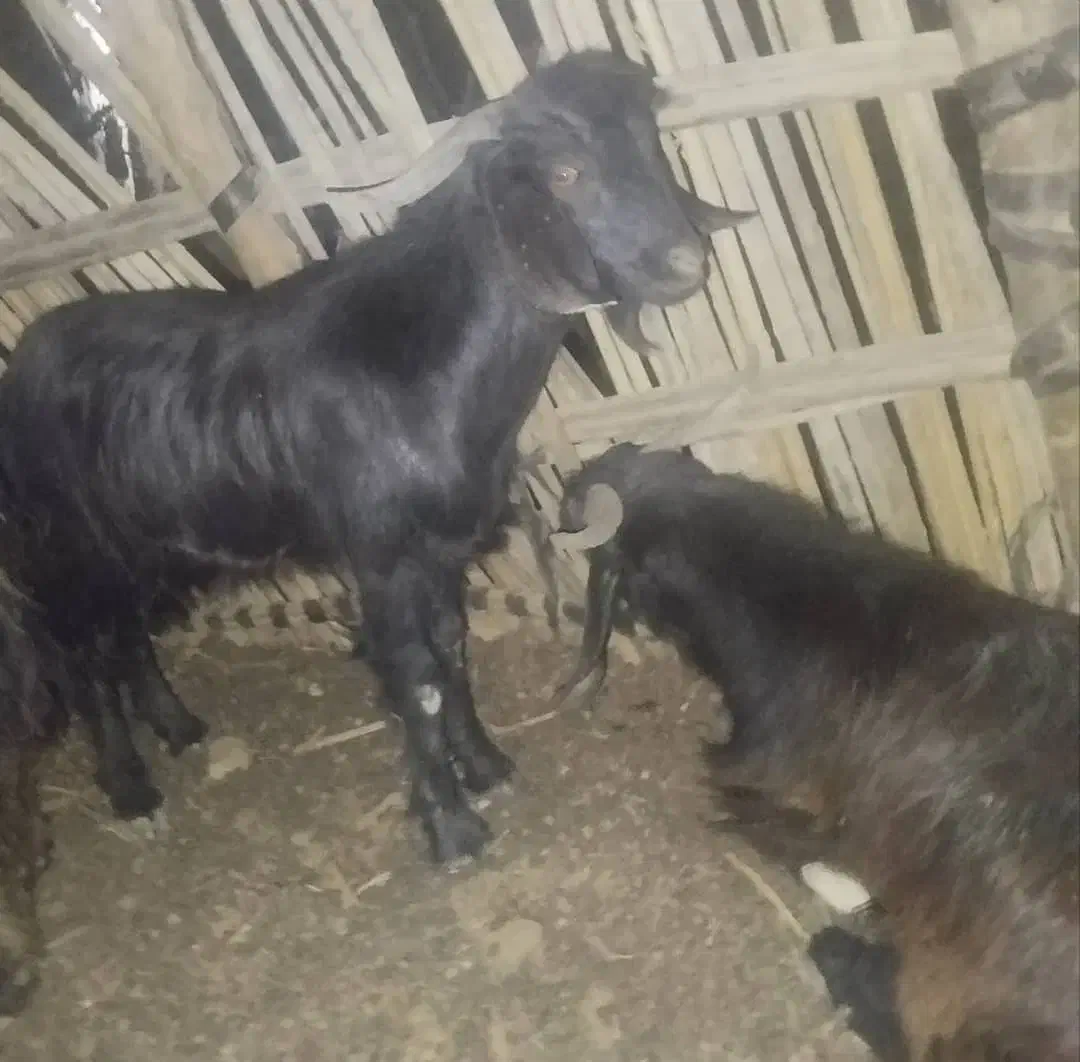 گوسفند فروشی منوجان|حیوانات مزرعه|منوجان, |دیوار