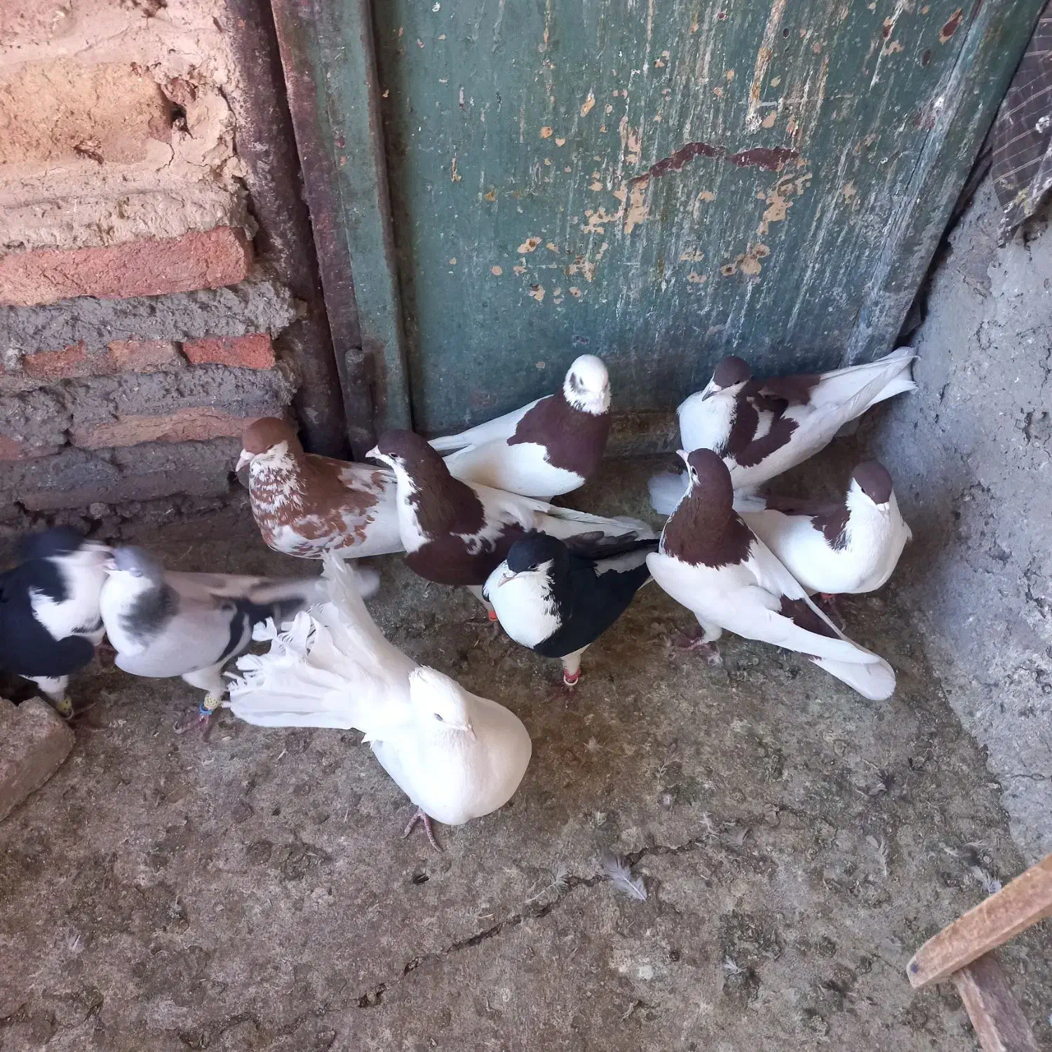 کفتر رنگی|پرنده|قزوین, |دیوار