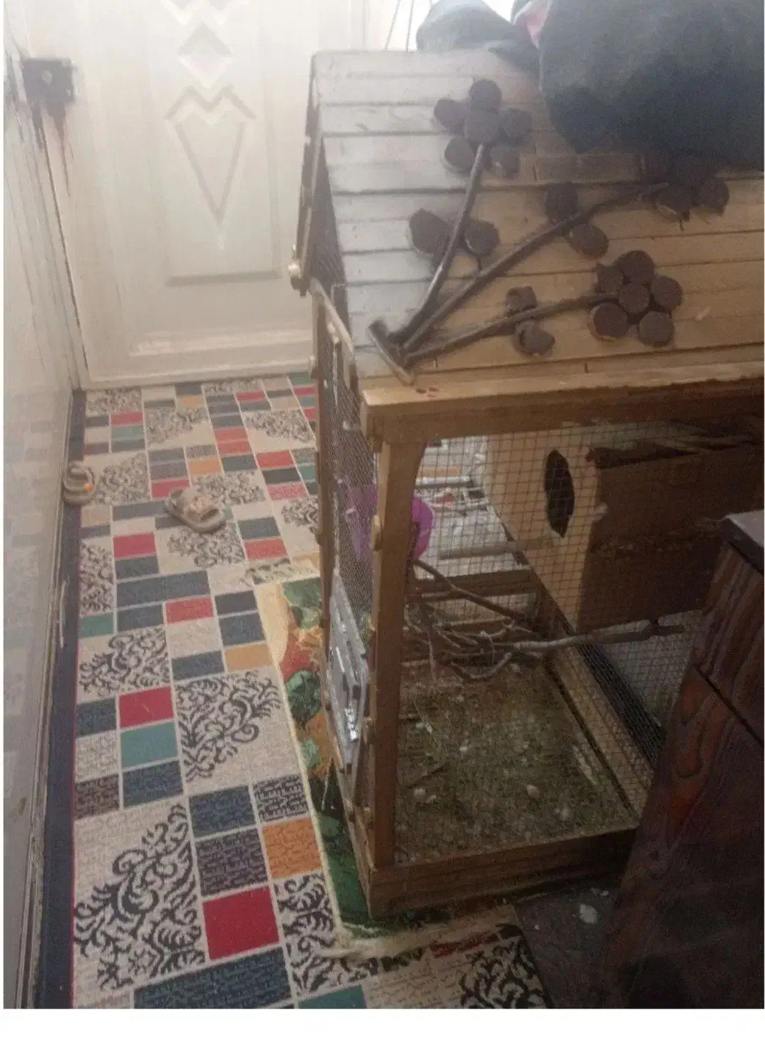 عروس هلندی نر و ماده|پرنده|کرمان, |دیوار