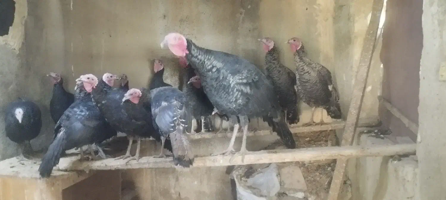 بوقلمون محلی صددر صد ارگانیک|حیوانات مزرعه|مهاباد (آذربایجان غربی), |دیوار