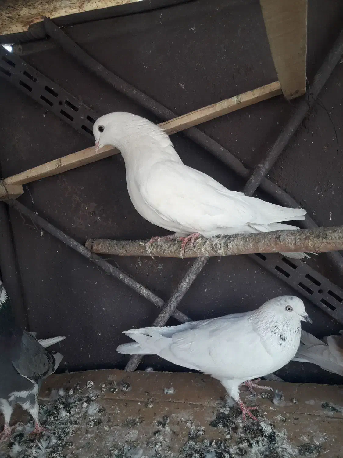 کبوتر تهرانی|پرنده|خاوران, |دیوار