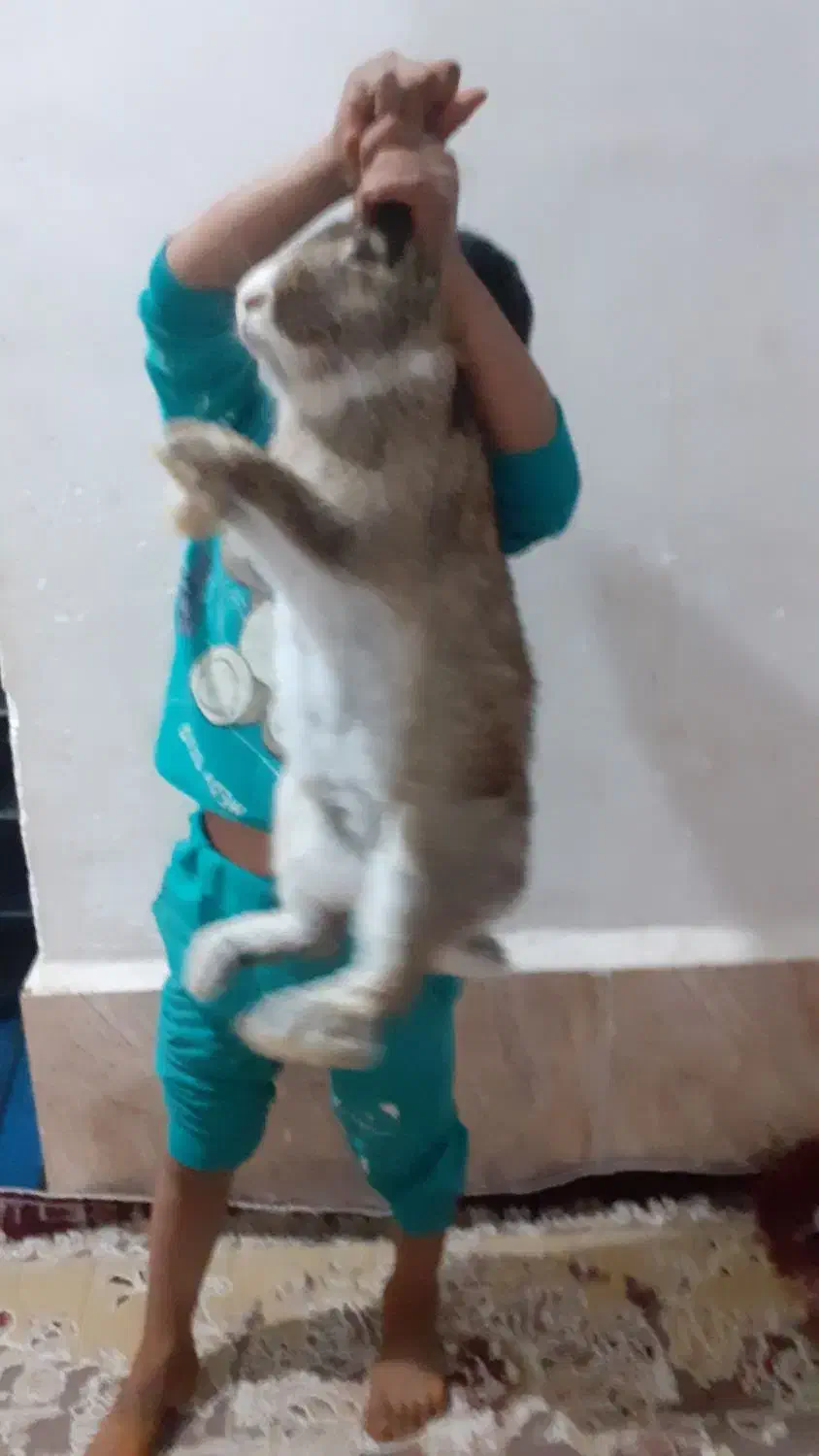 خرگوش بز رگ وخوب|موش و خرگوش|هامون, |دیوار