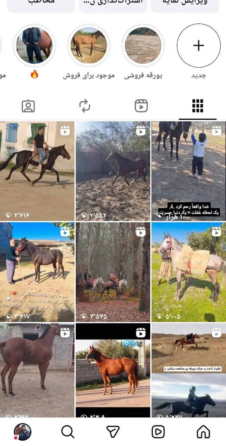 خرید فروش اسب صحرا|اسب و تجهیزات اسبسواری|کردکوی, |دیوار