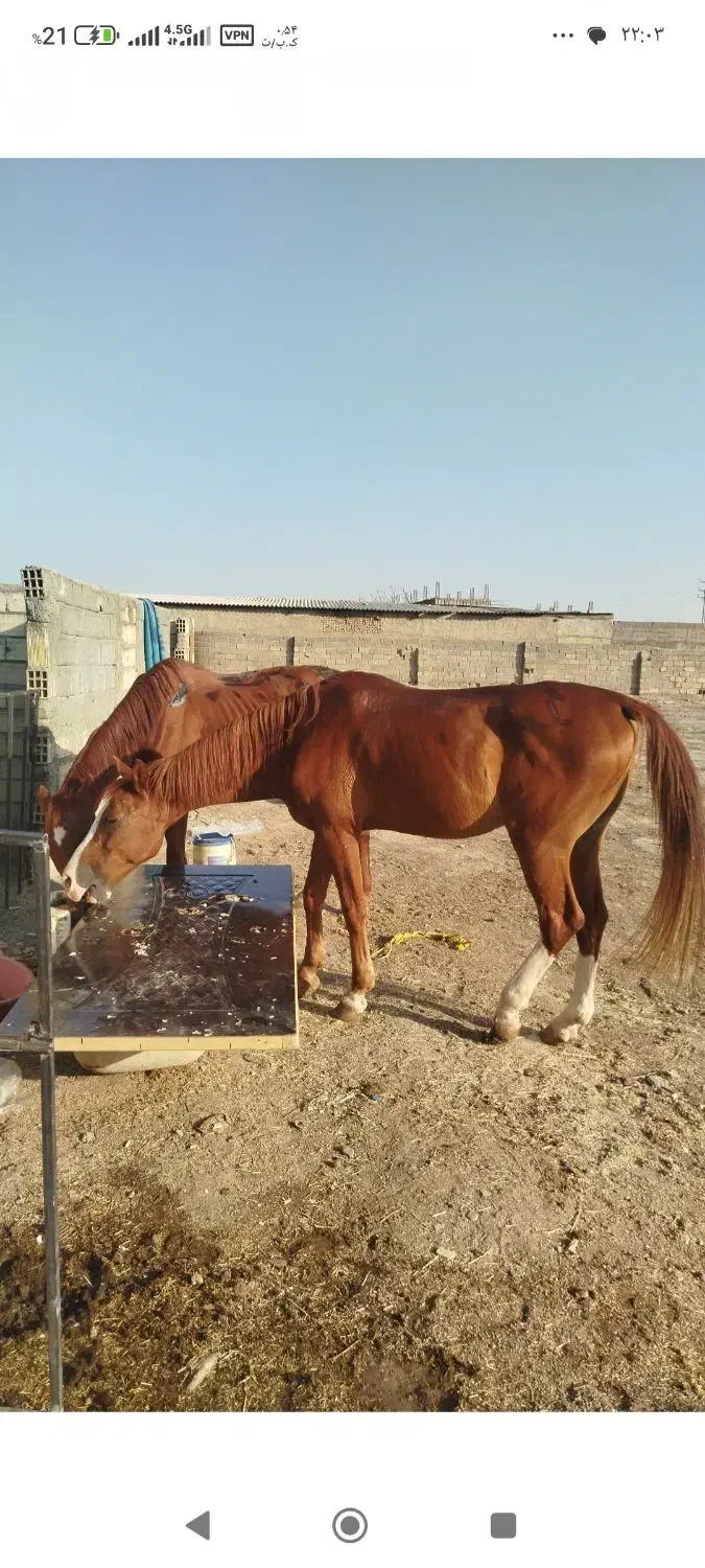 پانسیون اسب|اسب و تجهیزات اسب‌سواری|کهریزک, |دیوار