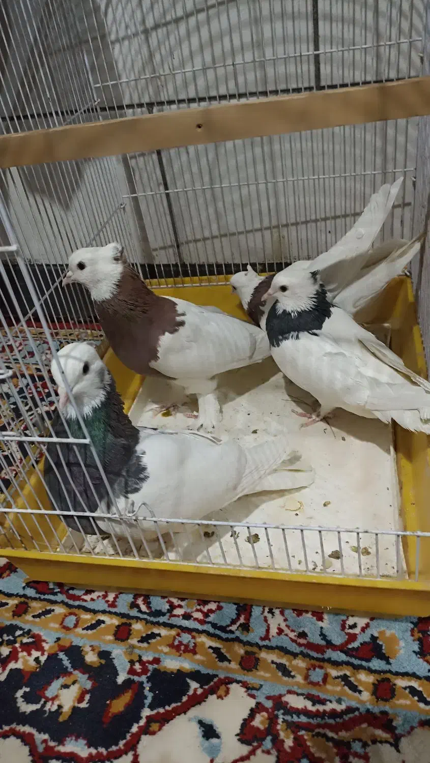 جفت طوقی|پرنده|زرند, |دیوار