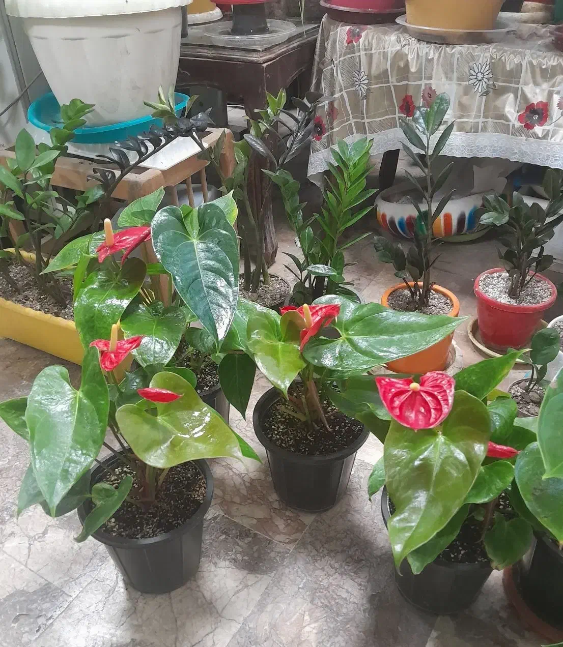 گل آنتریوم|گل و گیاه طبیعی|کرمانشاه, |دیوار