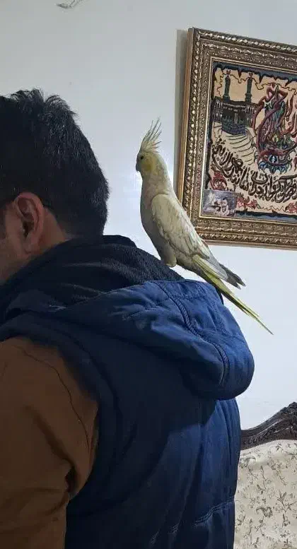 چهارتا عروس هلندی|پرنده|زند, |دیوار