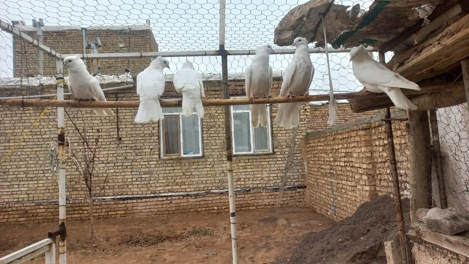 6عدد کبوتر|پرنده|معصومیه, |دیوار
