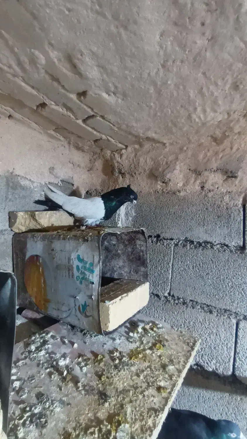 کبوتر|پرنده|فیروزآباد (لرستان), |دیوار