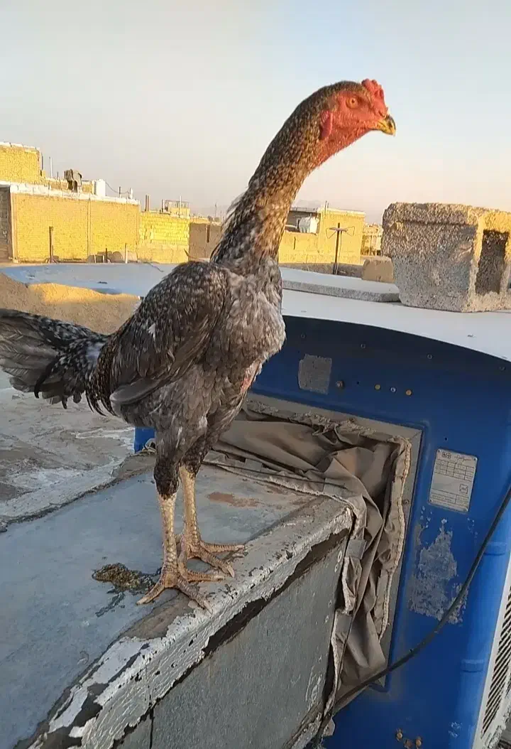 خروس لاری طوسی|حیوانات مزرعه|شیراز, کوشک میدان|دیوار