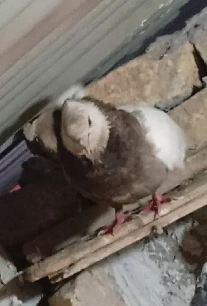 روستای قرچشمه|پرنده|مینودشت, |دیوار