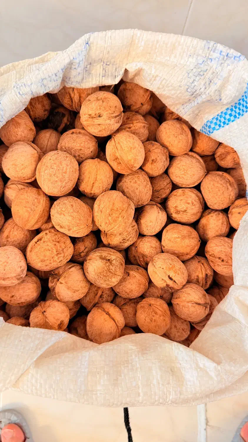 گردو بوانات|خوردنی و آشامیدنی|شیراز, قدوسی شرقی|دیوار
