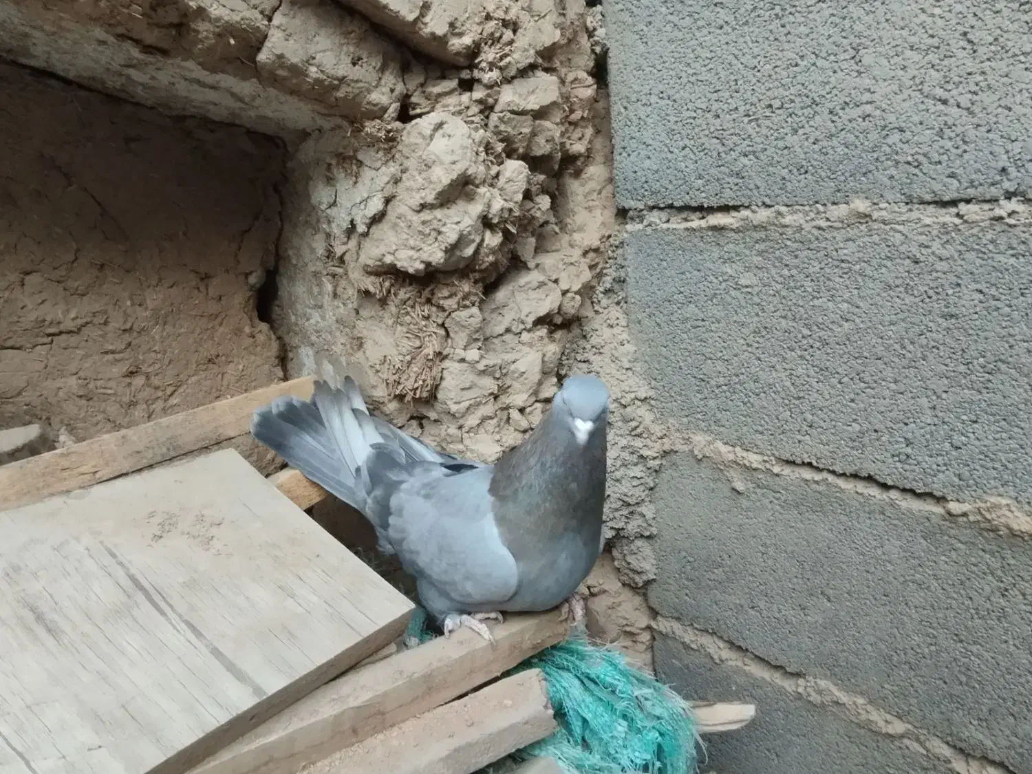 کفتر اصفهانی ماده|پرنده|برخوار, |دیوار