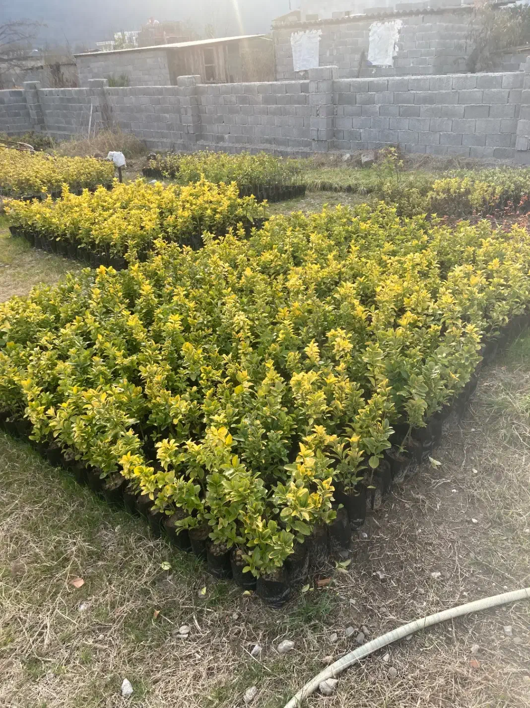 شمشاد|گل و گیاه طبیعی|نوشهر, |دیوار