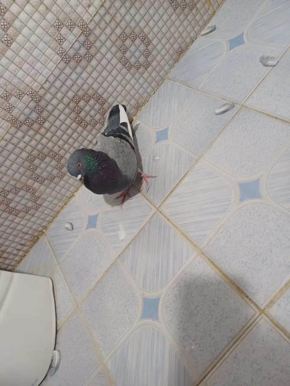 کفتر گمشده مژدگانی خوب|پرنده|شهریار, شهرک بهاران (ویره)|دیوار