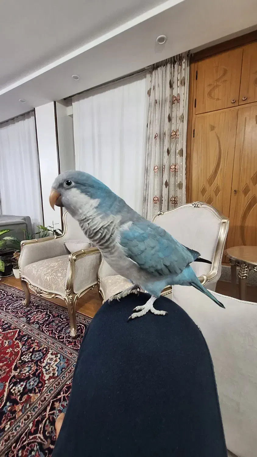 طوطی راهب|پرنده|اصفهان, ارداجی|دیوار