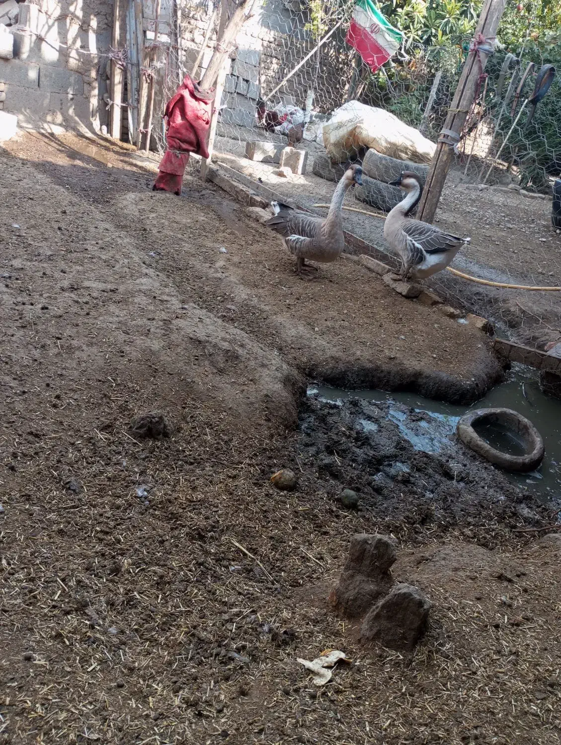 قوغاز نرو ماده|حیوانات مزرعه|مینودشت, |دیوار