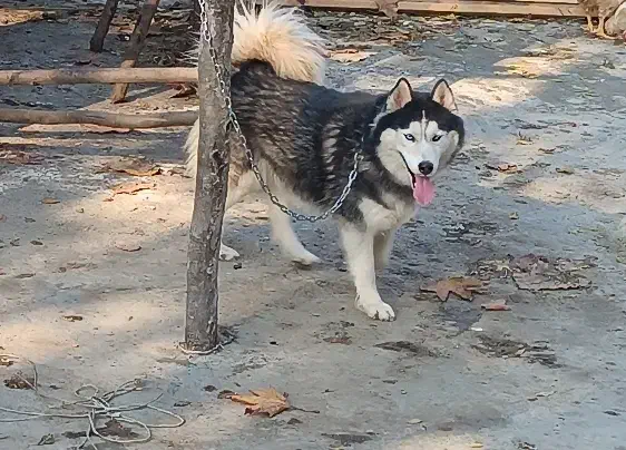 هاسکی|سگ|فاضل آباد, |دیوار