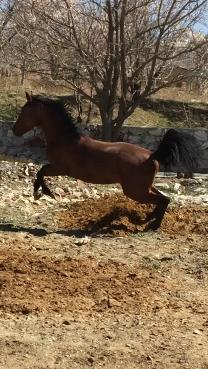 اسب عرب ایرانی خالص|اسب و تجهیزات اسب‌سواری|خوانسار, |دیوار