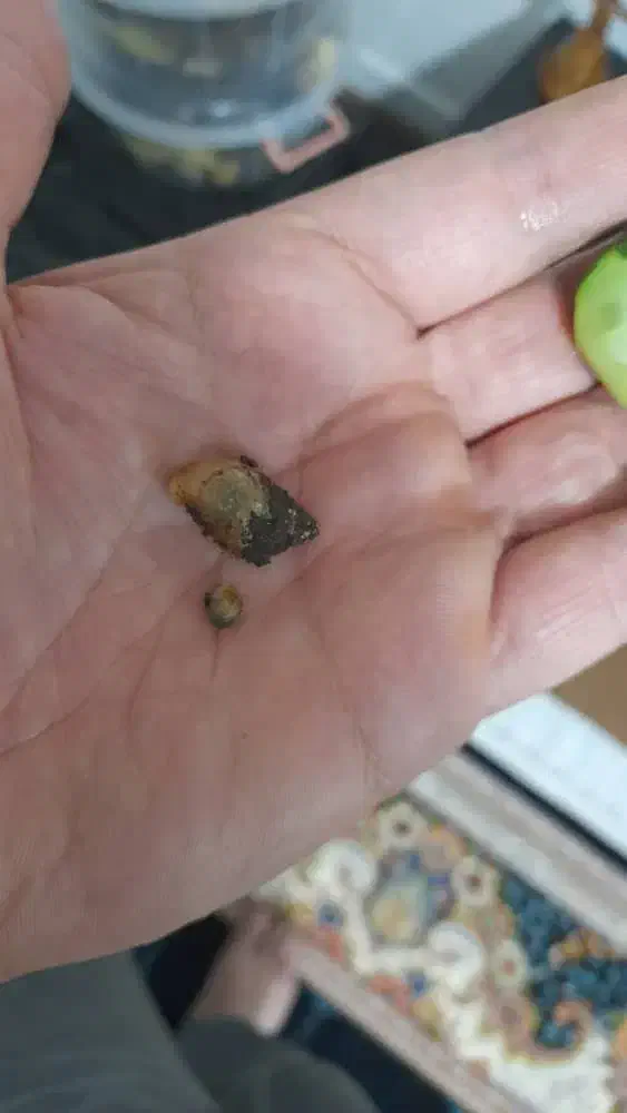 حلزون  البینو|خزنده|شیراز, معالی‌آباد|دیوار