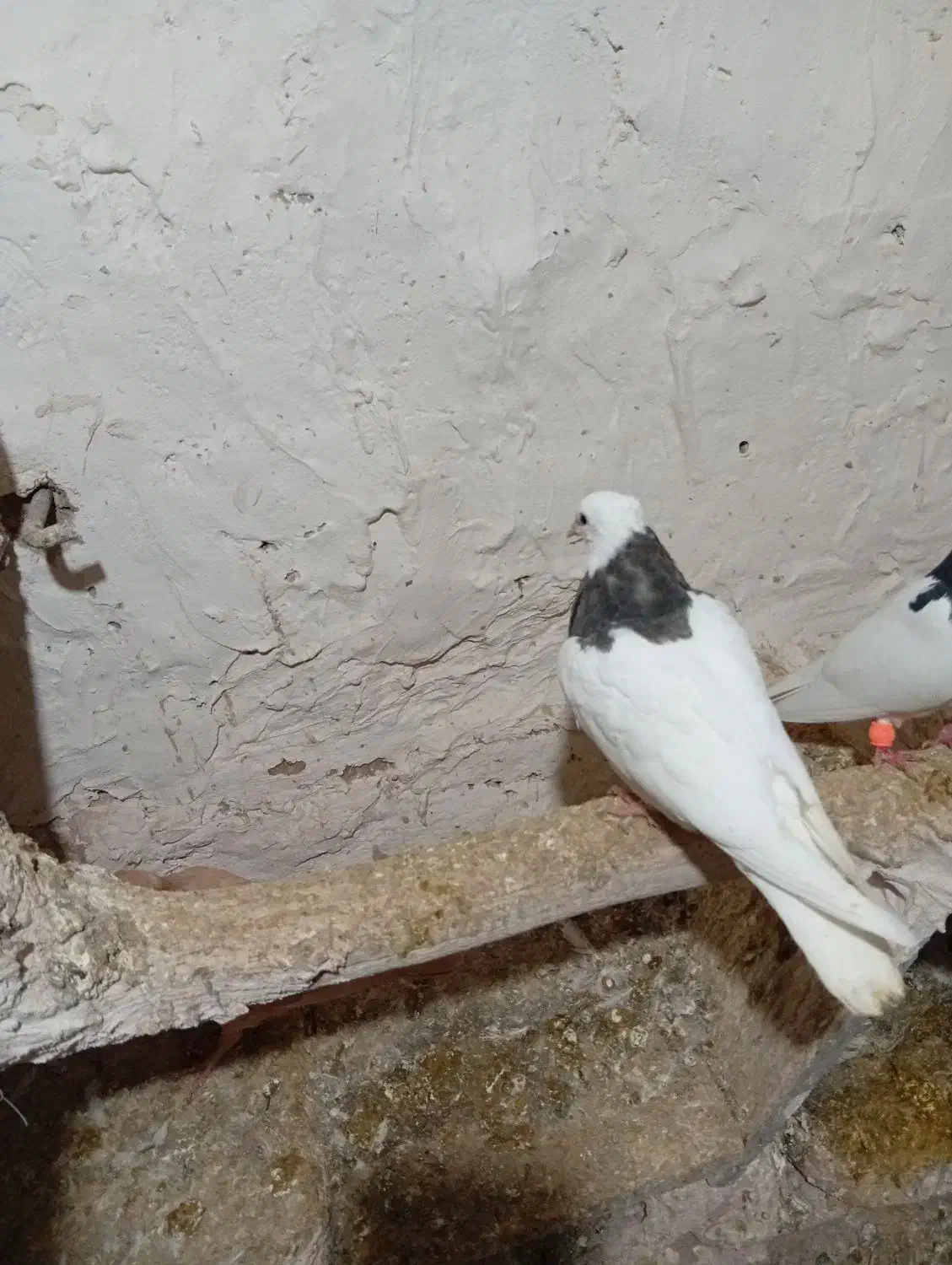 سینه طوقی|پرنده|سلیمان, |دیوار