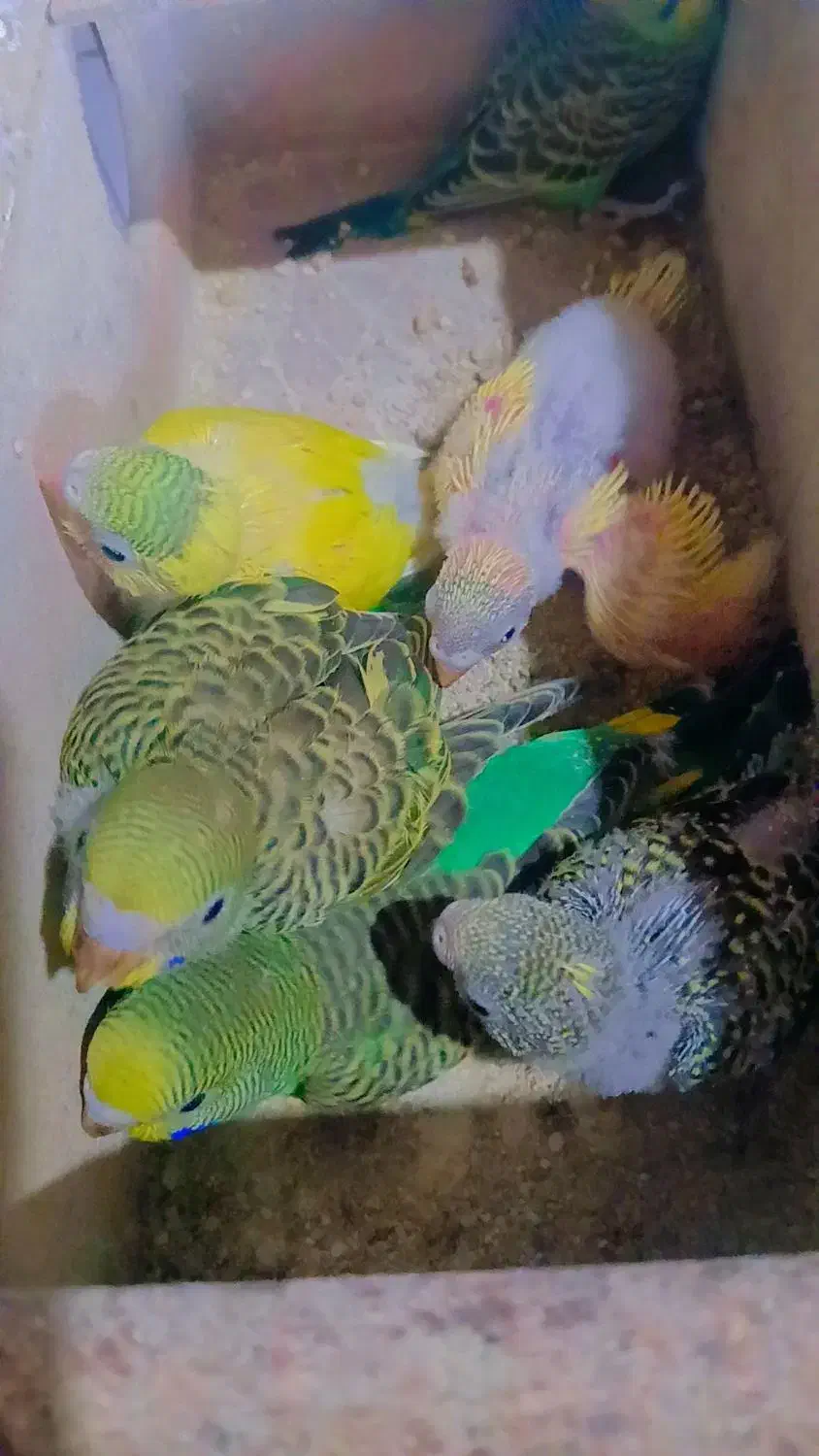 مرغ عشق با جوجه|پرنده|رشت, پستک|دیوار