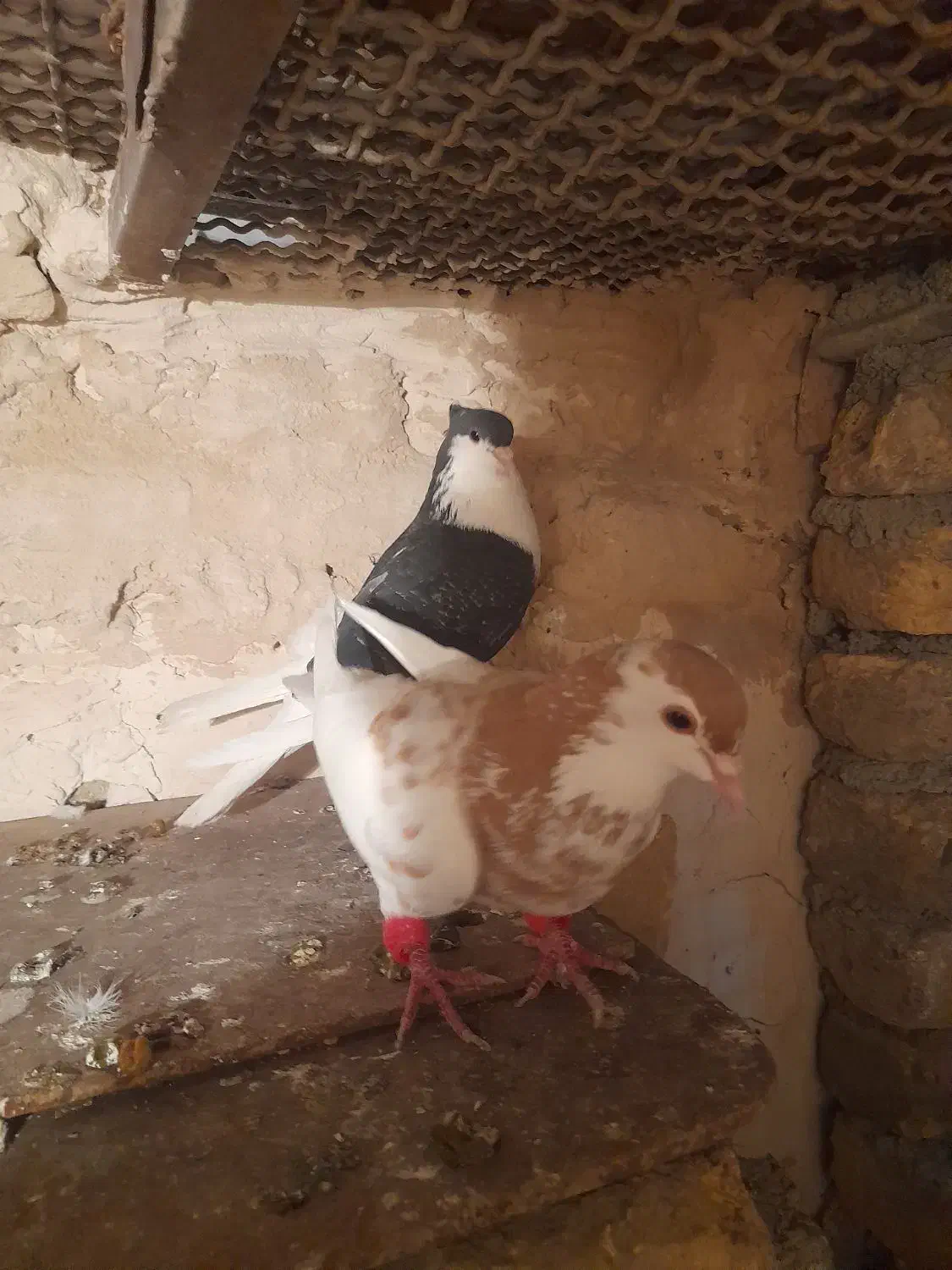 کبوتر|پرنده|گلبهار, شهر جدید گلبهار|دیوار