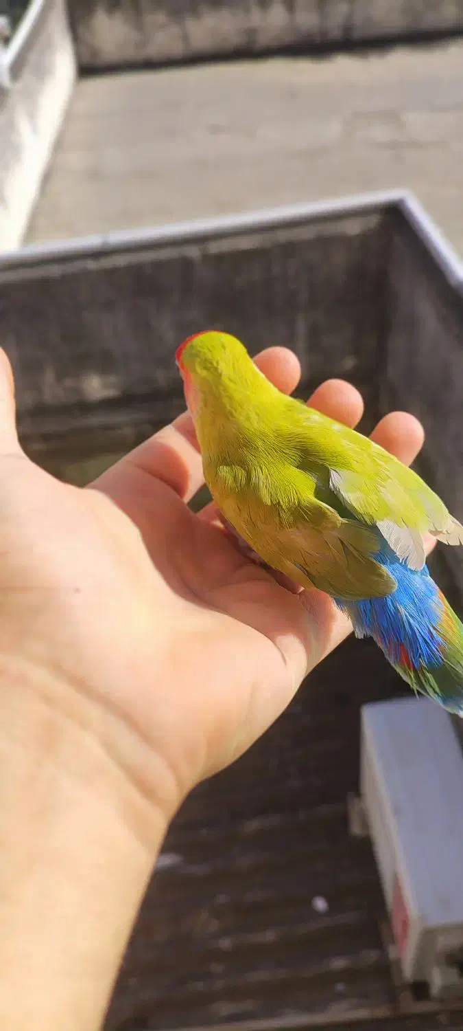 طوطی برزیلی رام رام نر مست|پرنده|رضوانشهر, |دیوار