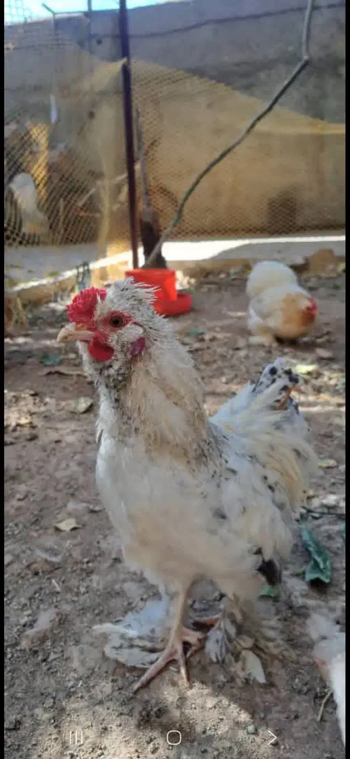 حیوانات خانگی|حیوانات مزرعه|هشتگرد, خور|دیوار