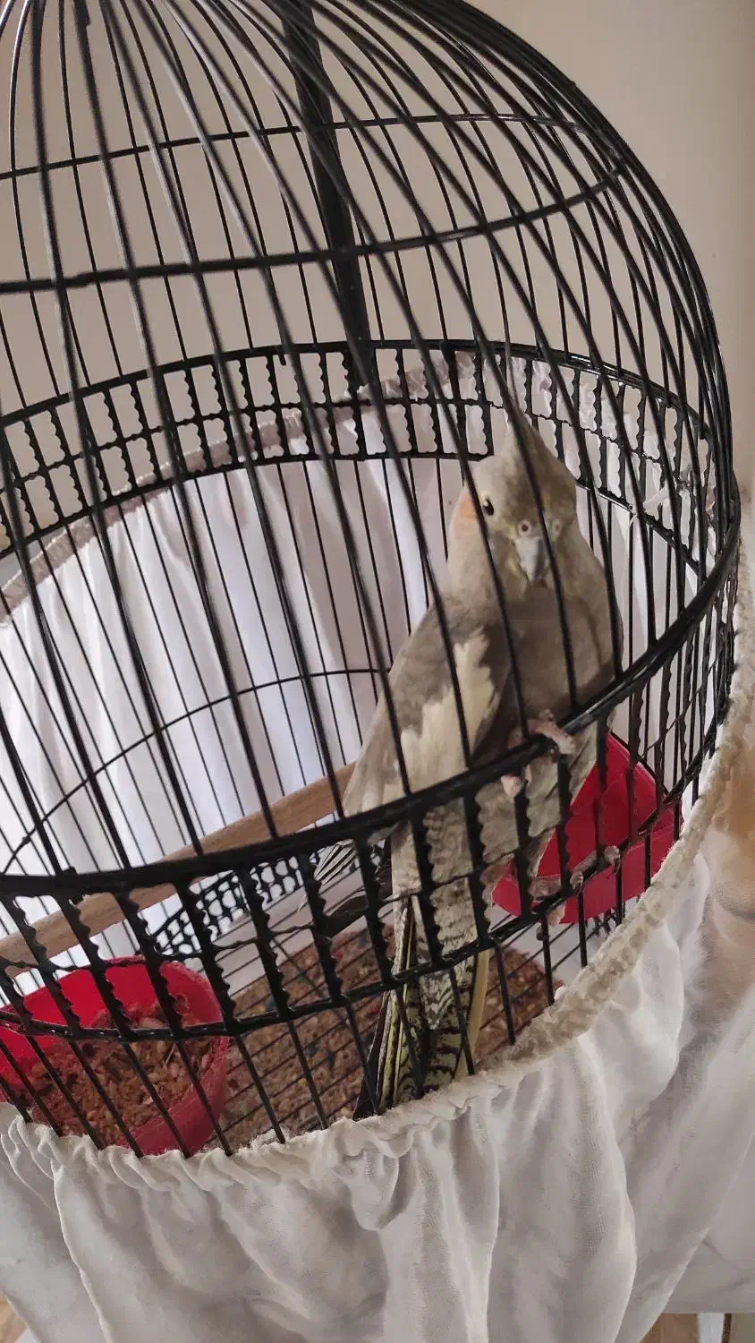 عروس هلندی|پرنده|قم, شهرک مهدیه (مدرس)|دیوار