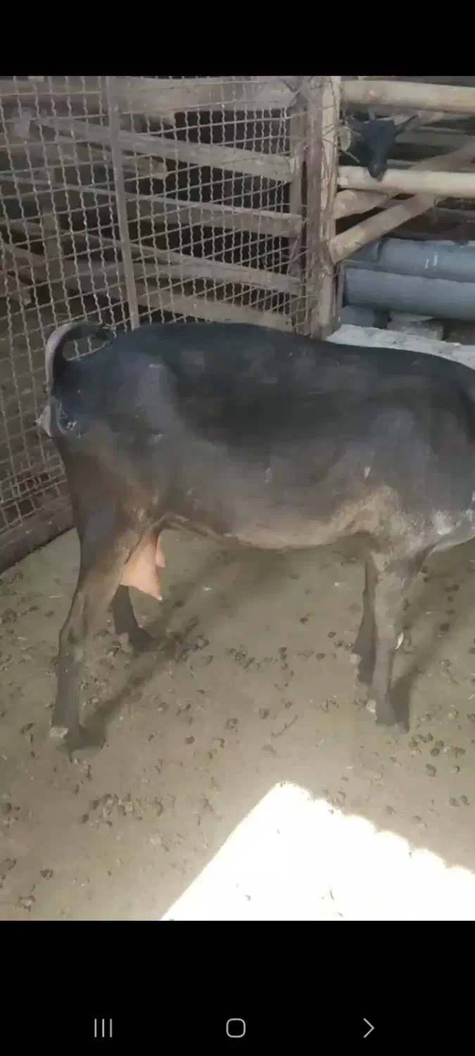 بز آبستن و بچه دار خارجی|حیوانات مزرعه|چاراویماق, |دیوار