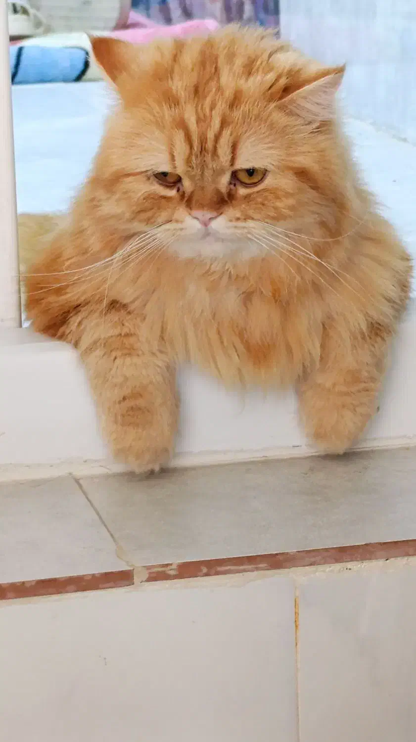 گربه پرشین|گربه|تربت‌حیدریه, شهرک ولیعصر|دیوار