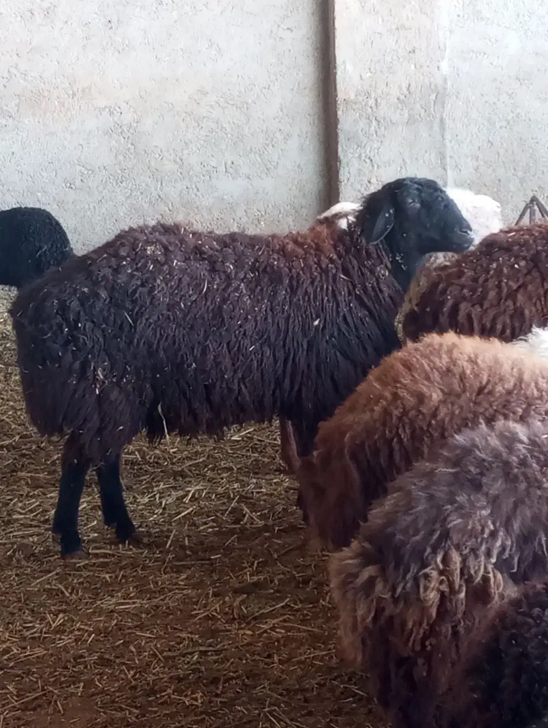 بره چاق|حیوانات مزرعه|جوادآباد, |دیوار