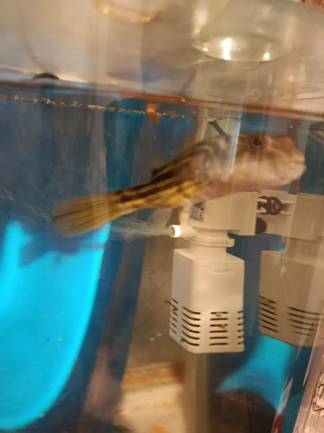 فروش ماهی پافر|ماهی|شیراز, پودنک|دیوار